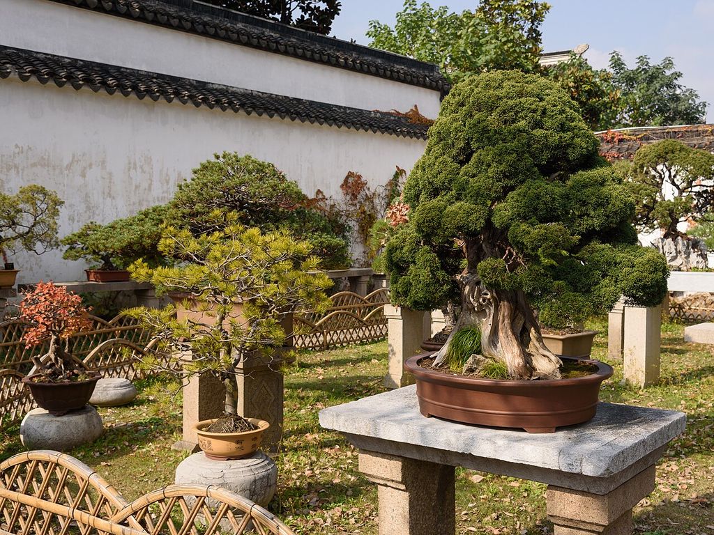 Penjing (Chinese bonsai) collection, Humble Administrator's Garden , Suzhou , China