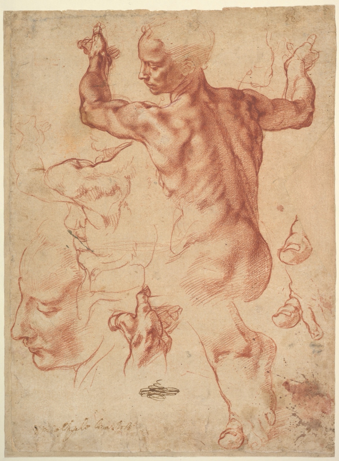 Red-chalk studies of a seated nude seen from behind, with separate studies of a hand and head