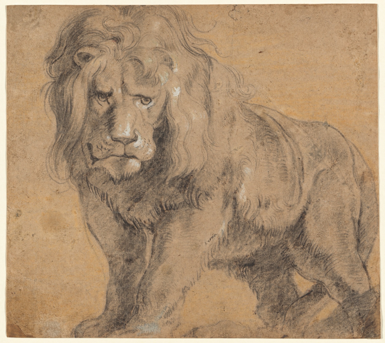 Standing lion drawn in black chalk with white highlights, looking outward