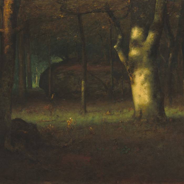 Sunset in the Woods