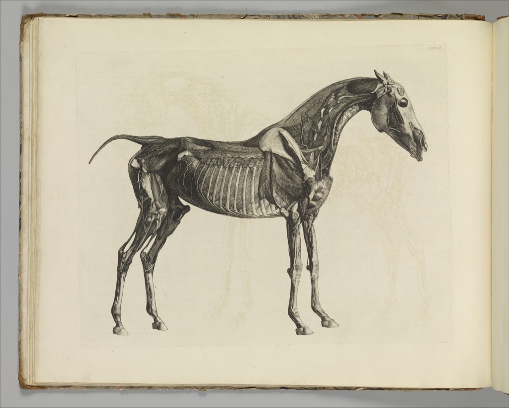 Stubbs etching of a standing horse with muscles and parts of the skeleton exposed