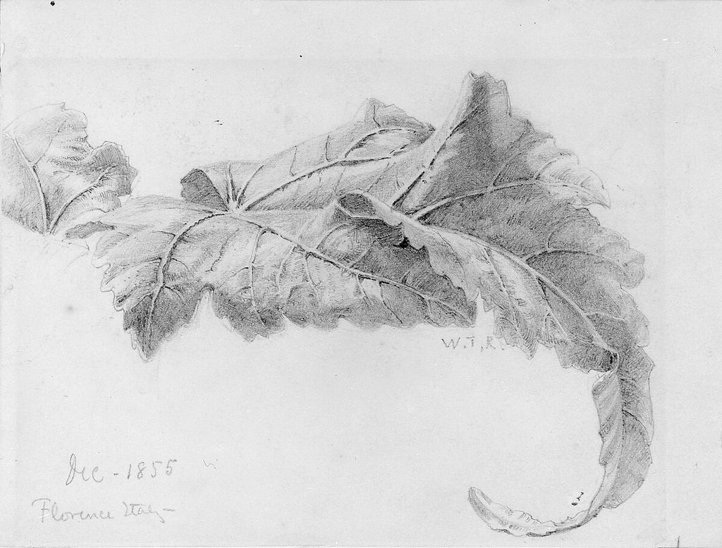 William Trost Richards, Leaves, a historical drawing in Graphite on off-white wove paper.
