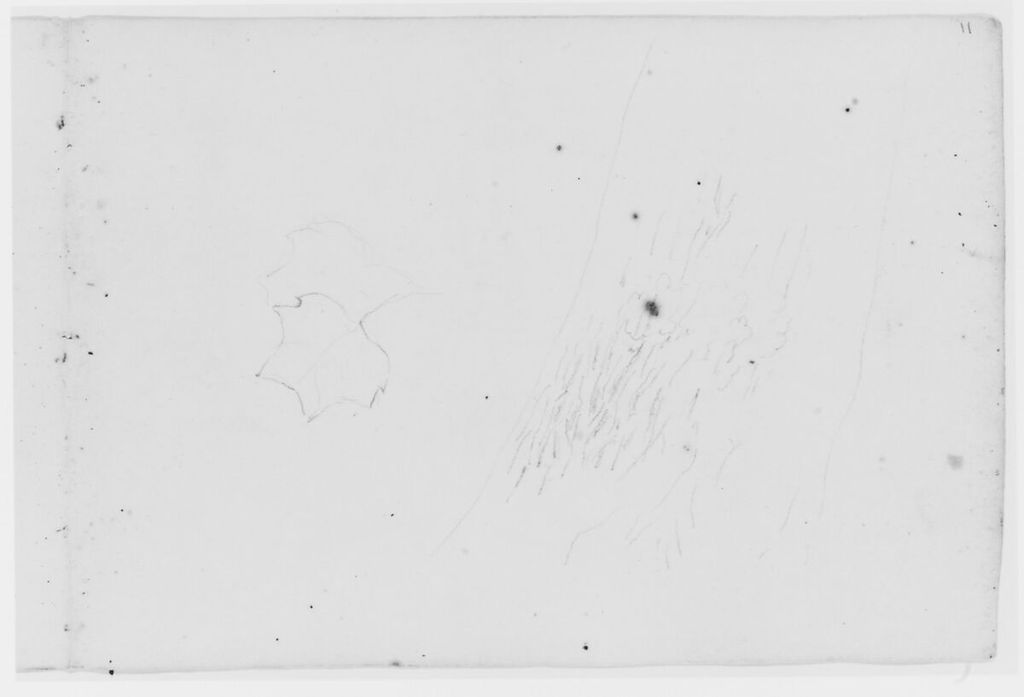 Durand leaf and tree study