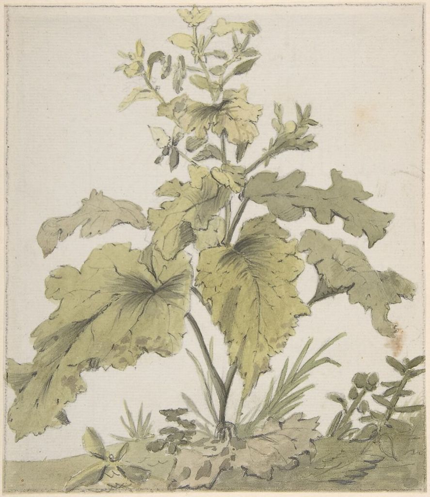 Christian Wilhelm Ernst Dietrich, Study of a Plant, a historical drawing in Watercolor over graphite; framing lines in graphite.