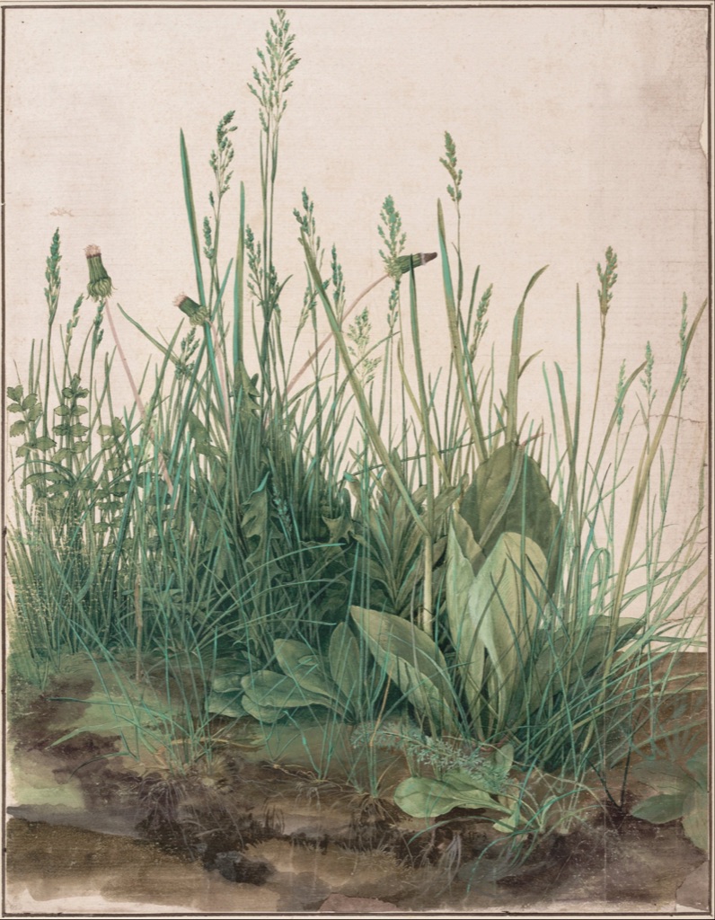 Clump of grasses and broad leaves rises from dark soil