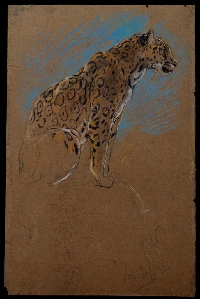 John Macallan Swan, Study of a Jaguar, a historical drawing in Pastel.