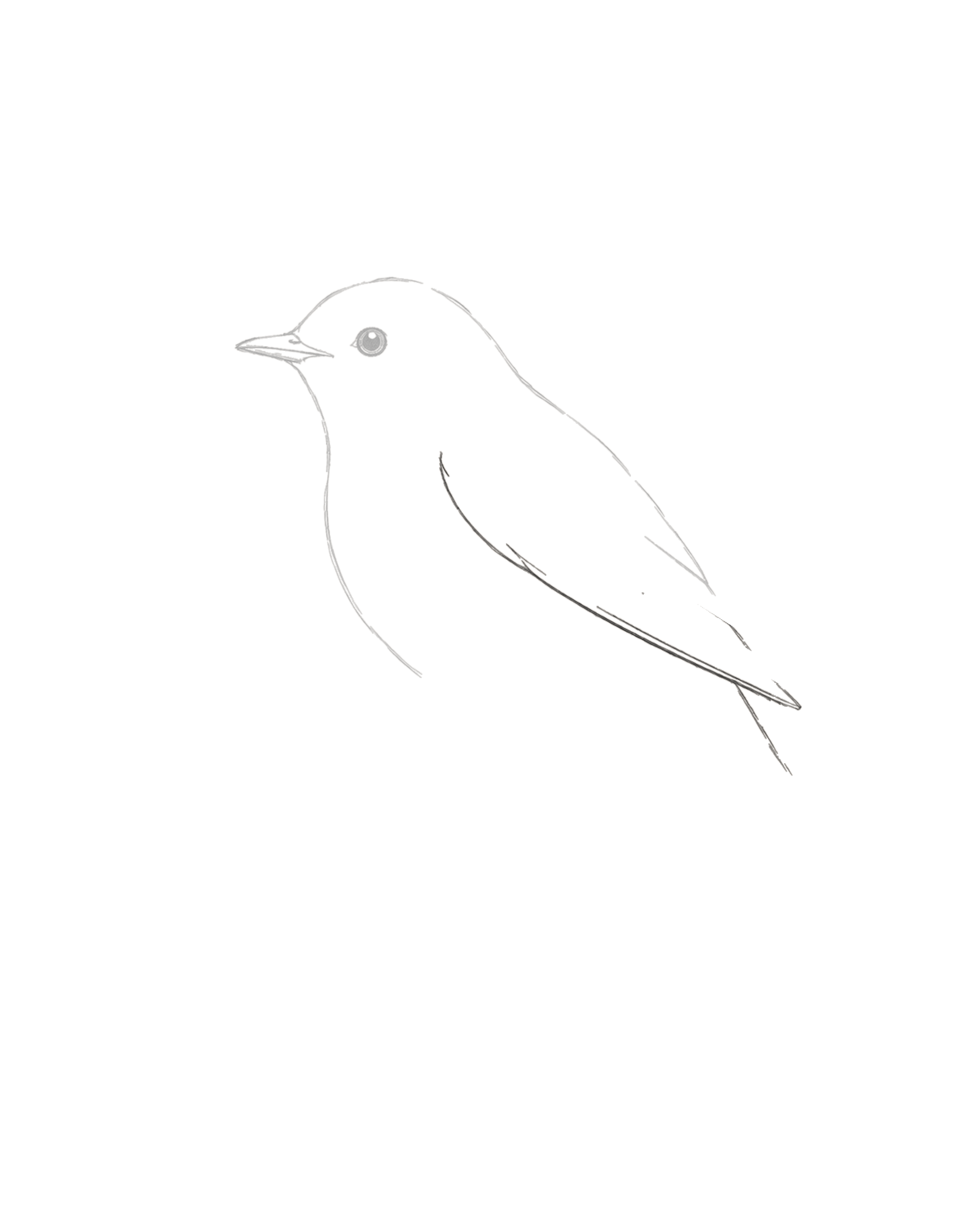 Stage 3 bird drawing adding one rounded-shoulder folded wing tapering inside the flank