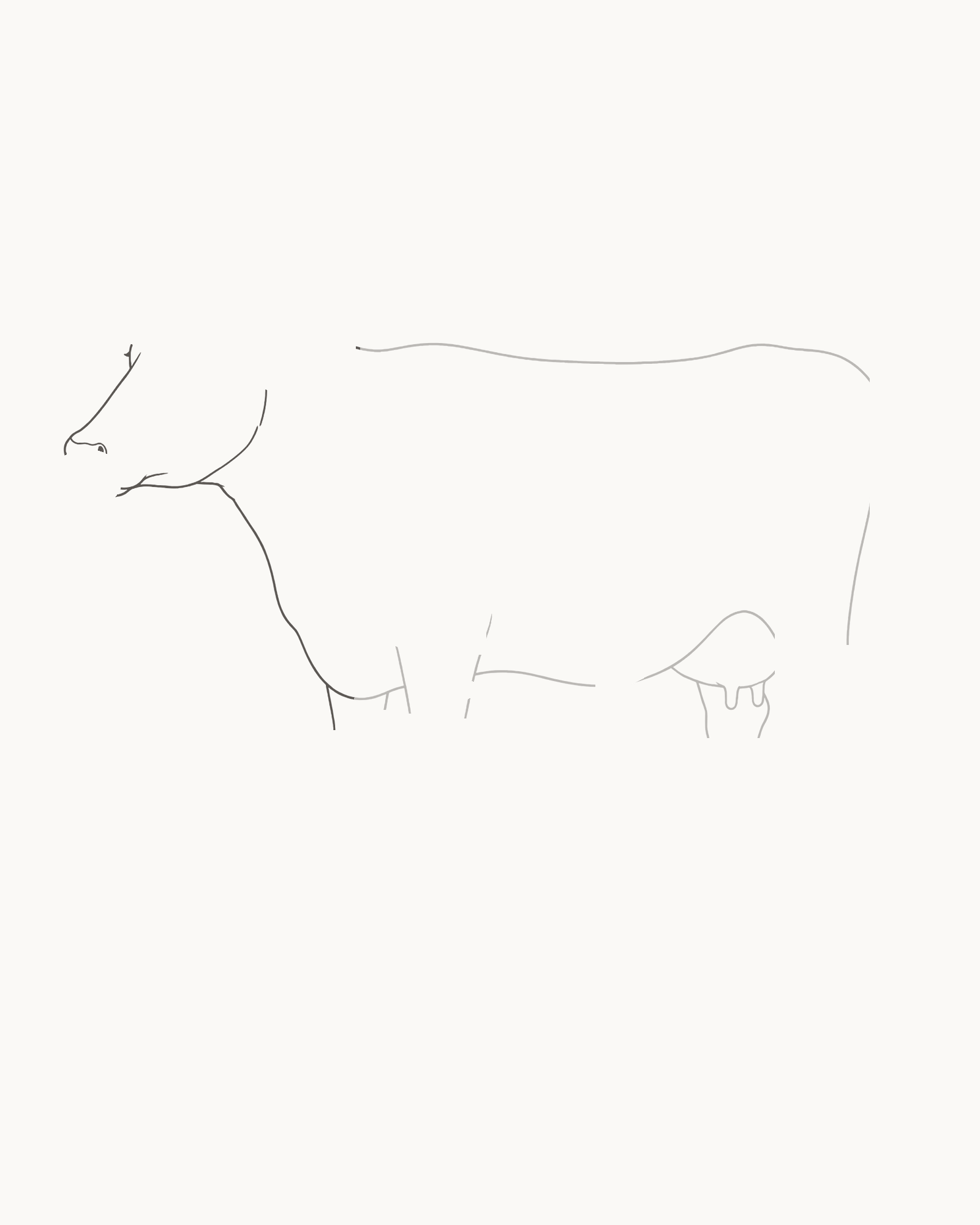 Stage 2 cow drawing adding the upper neck, left-facing forehead, broad blunt muzzle, jaw, throat and short dewlap to the fixed barrel
