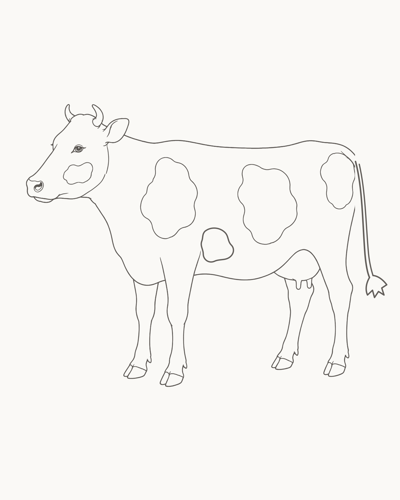 Complete line drawing of a calm adult cow standing and facing left with a broad muzzle, attached udder, four cloven hooves, tapered tail and five open coat patches