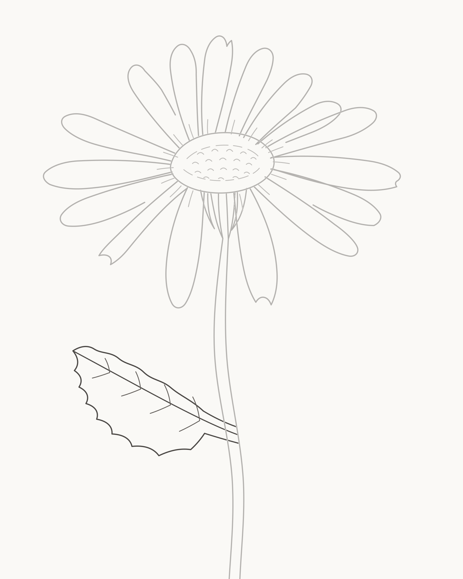 Stage 7 daisy drawing adding a larger lower-left toothed leaf with a midrib and four vein pairs