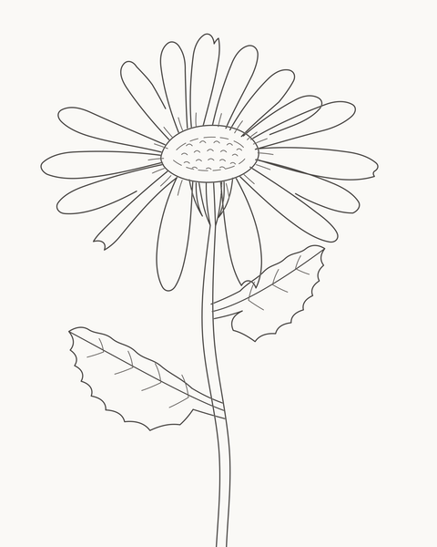 Completed daisy with a shallow centre, sixteen unequal rays and two toothed leaves