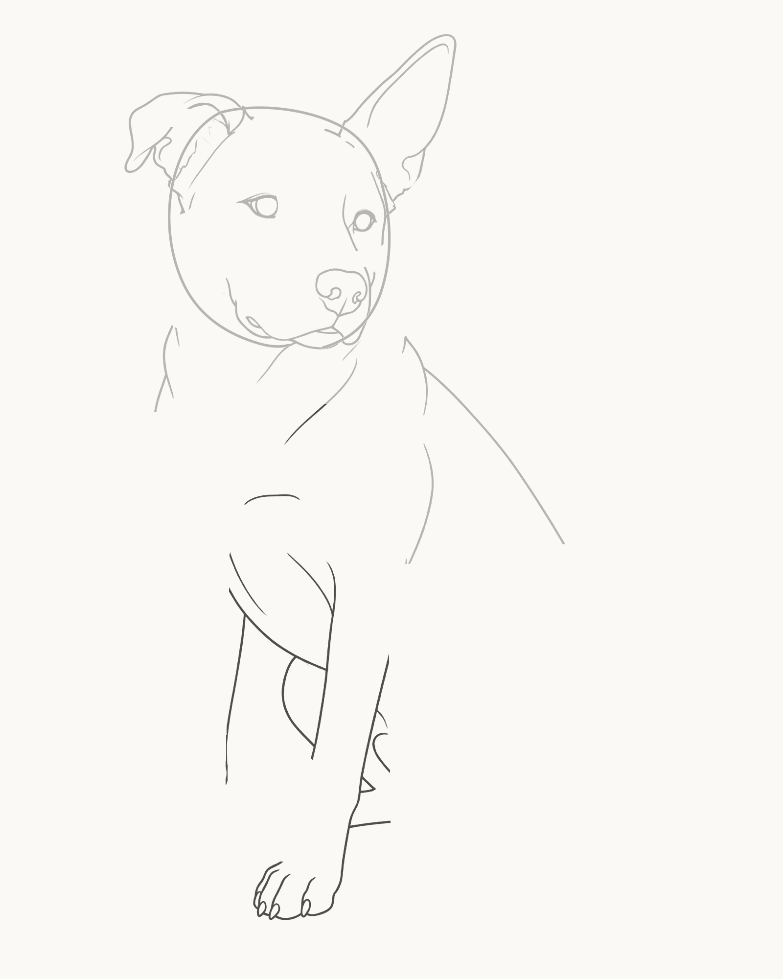 Stage 5 dog drawing adding the nearer tapered front leg, grounded paw, wrist fold and toe divisions