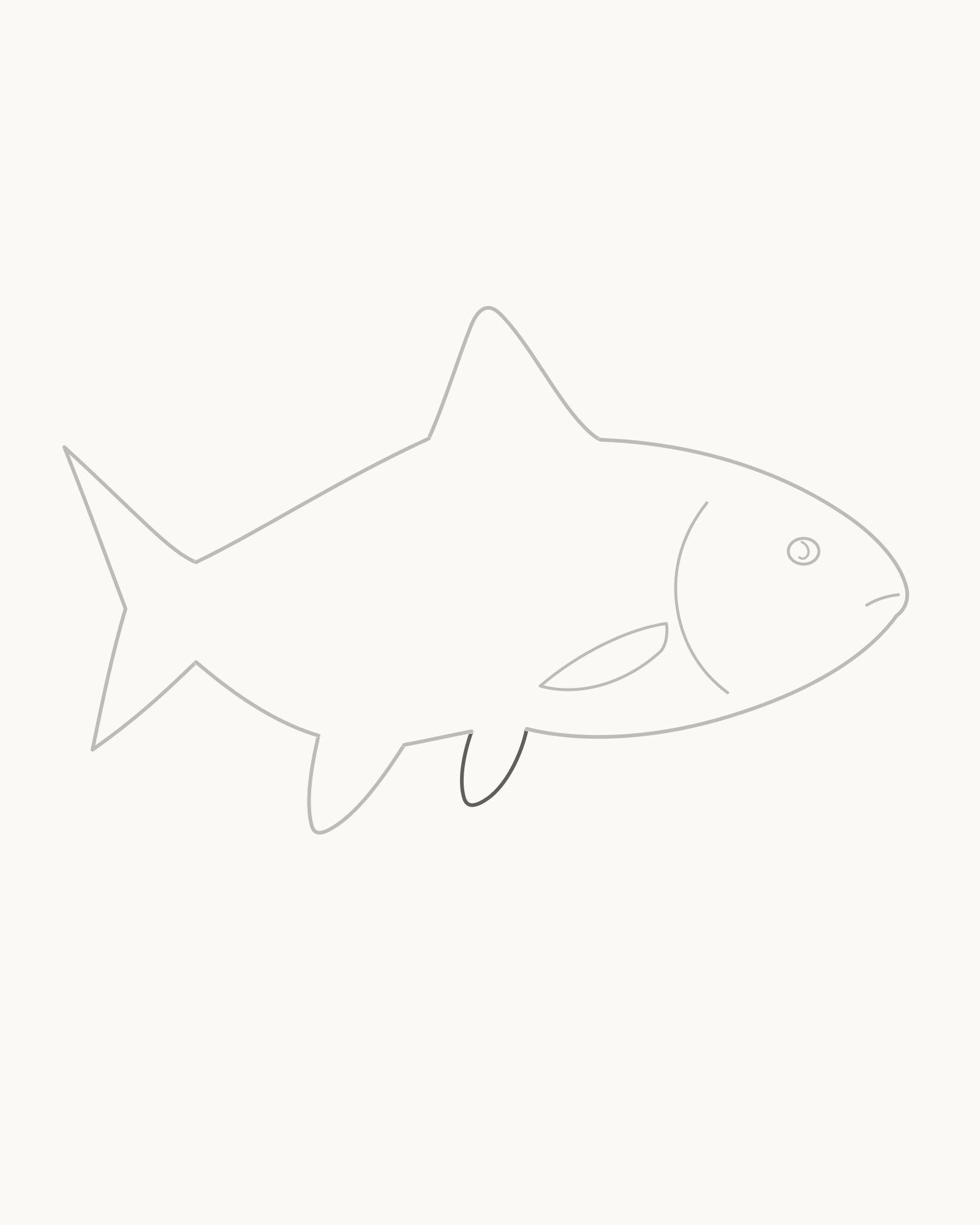 Stage 7 fish drawing adding the smaller near pelvic fin in front of the anal fin with clear body contour between their roots