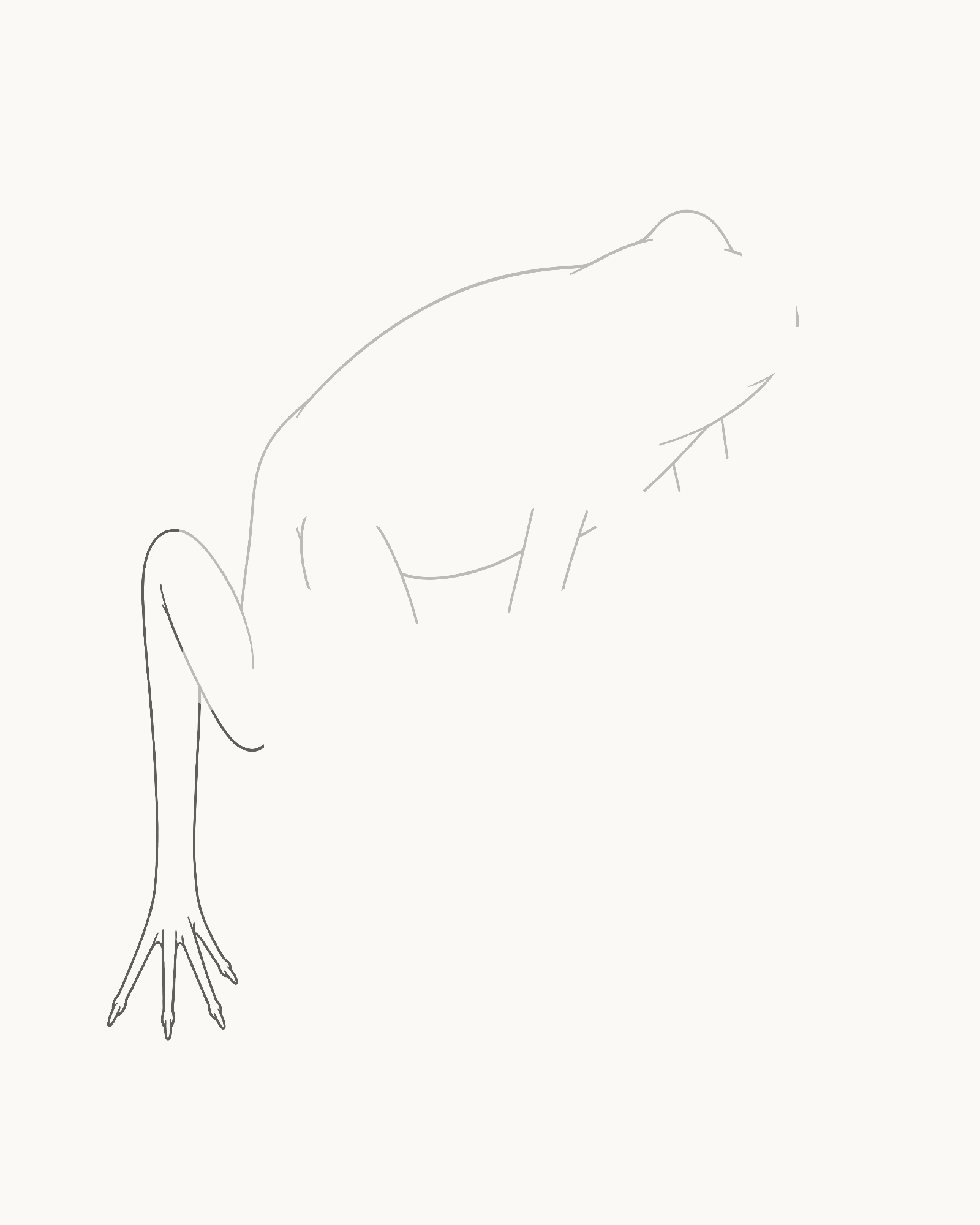 Stage 3 frog drawing adding the smaller folded far hind leg and its grounded foot with exactly four visible tapered digit tips