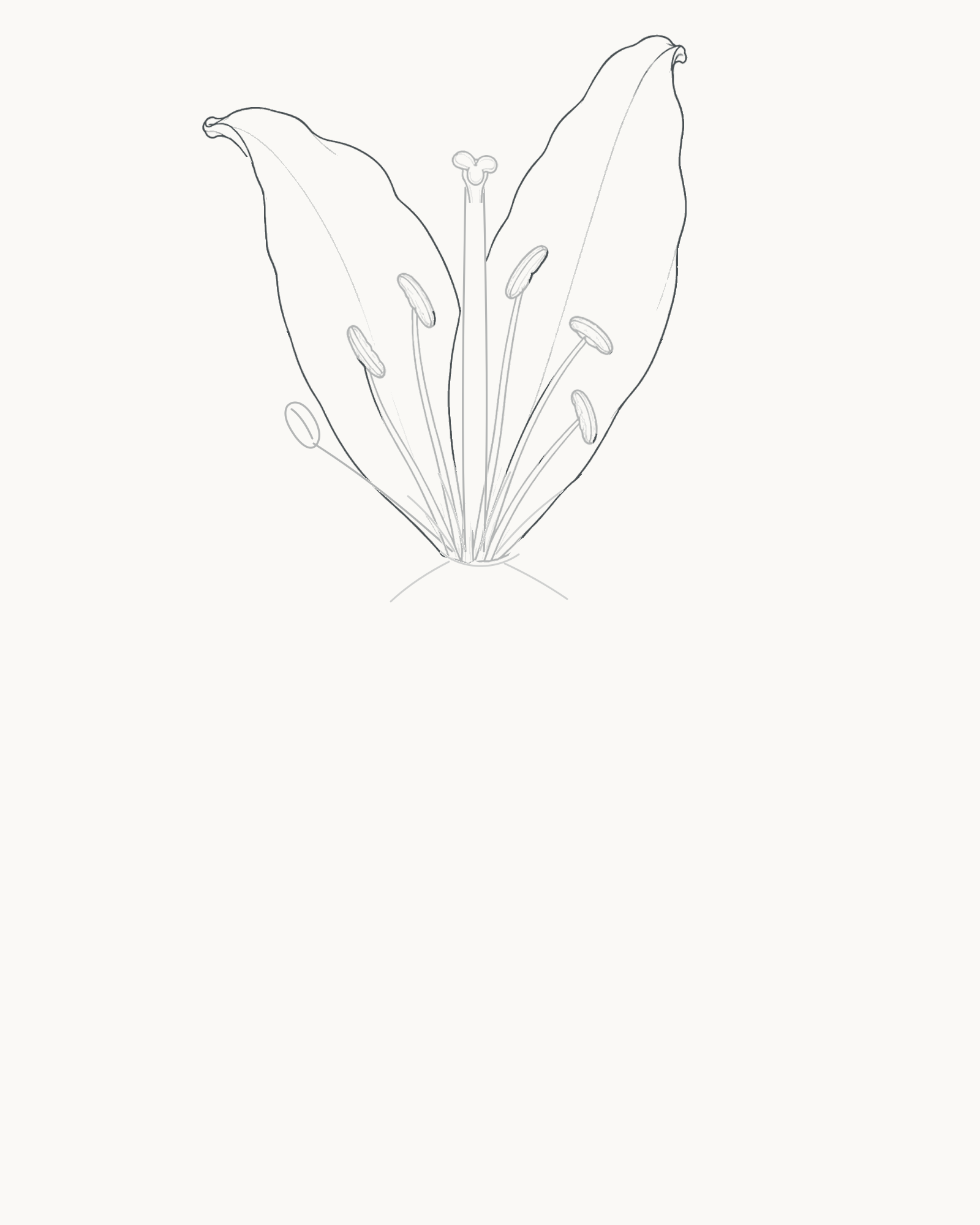 Stage 4 lily drawing adding two unequal upright petals behind the preserved pistil and six stamens