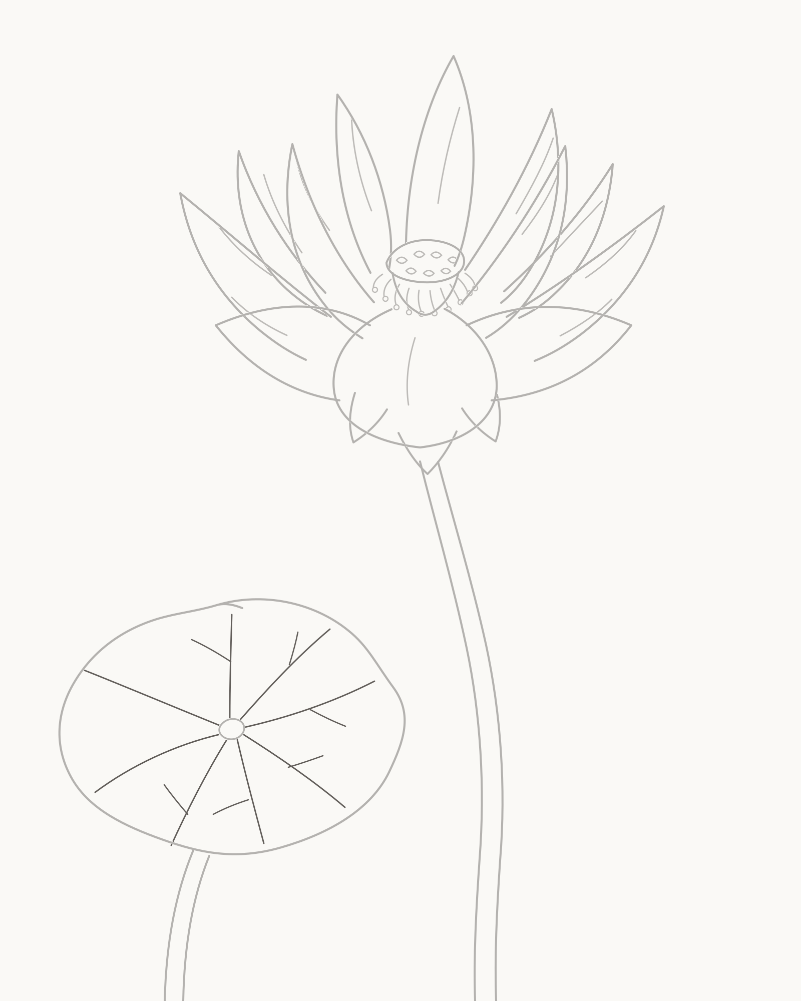 Stage 8 complete lotus line drawing adding eight unequal primary leaf veins and six short fork branches