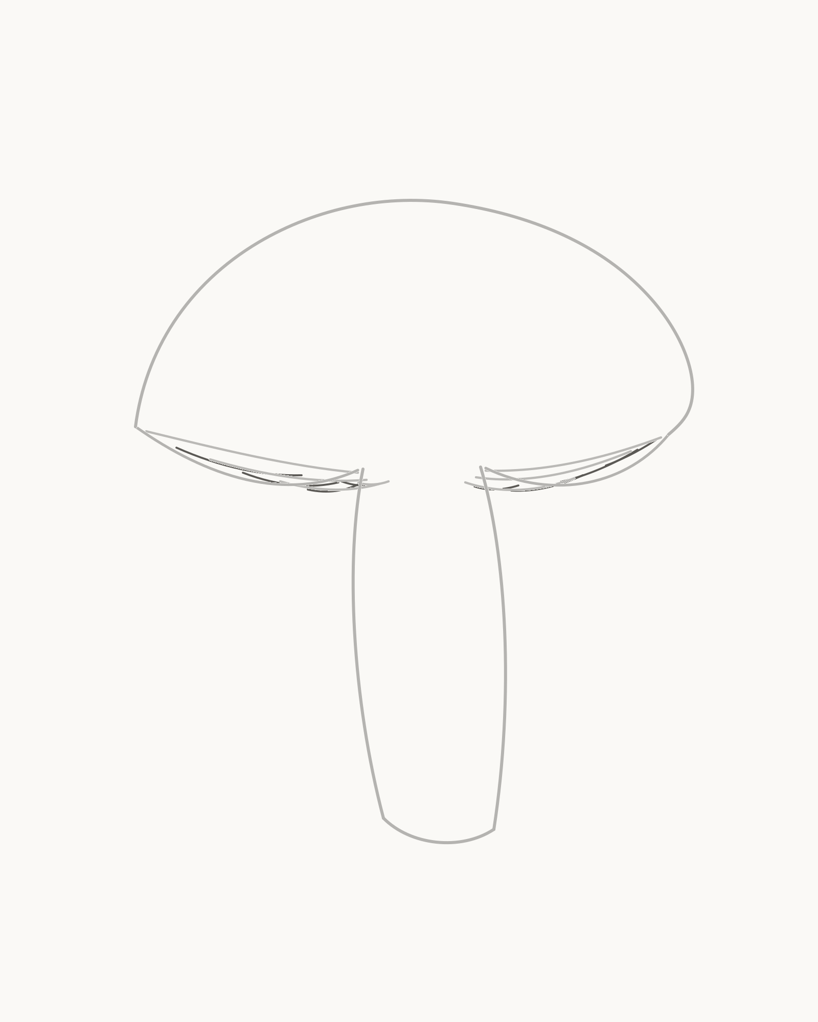 Stage 5 mushroom drawing adding eight shorter filler gills between the primary lines