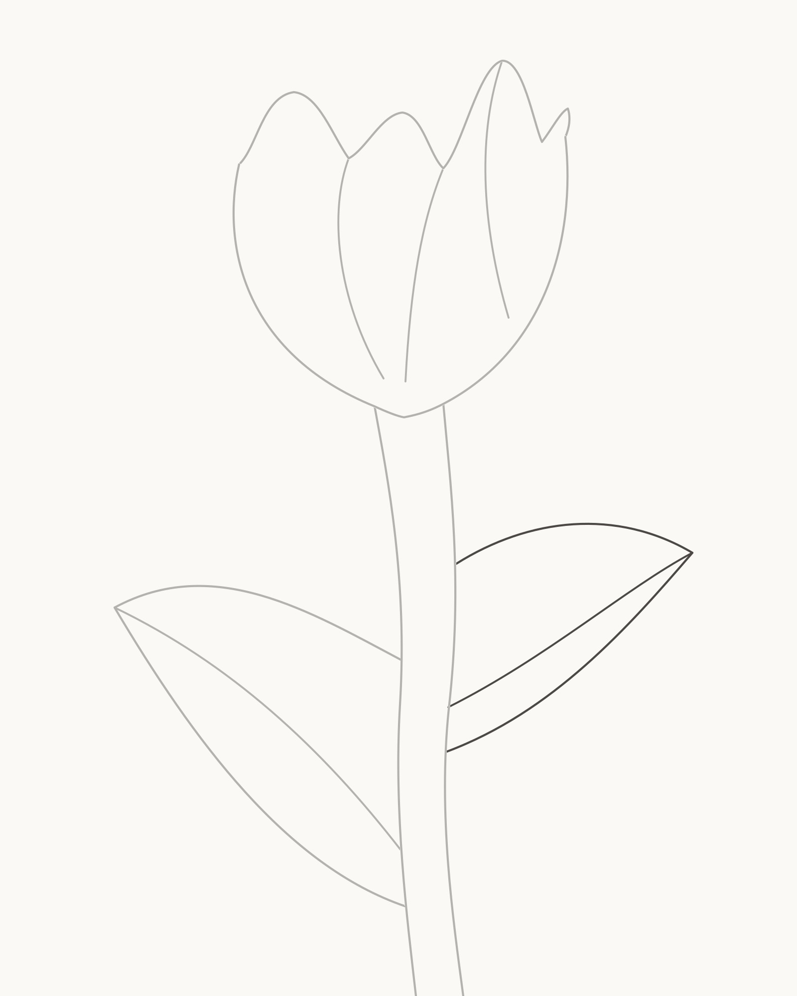 Stage 6 tulip drawing adding a smaller higher right strap leaf at a different angle