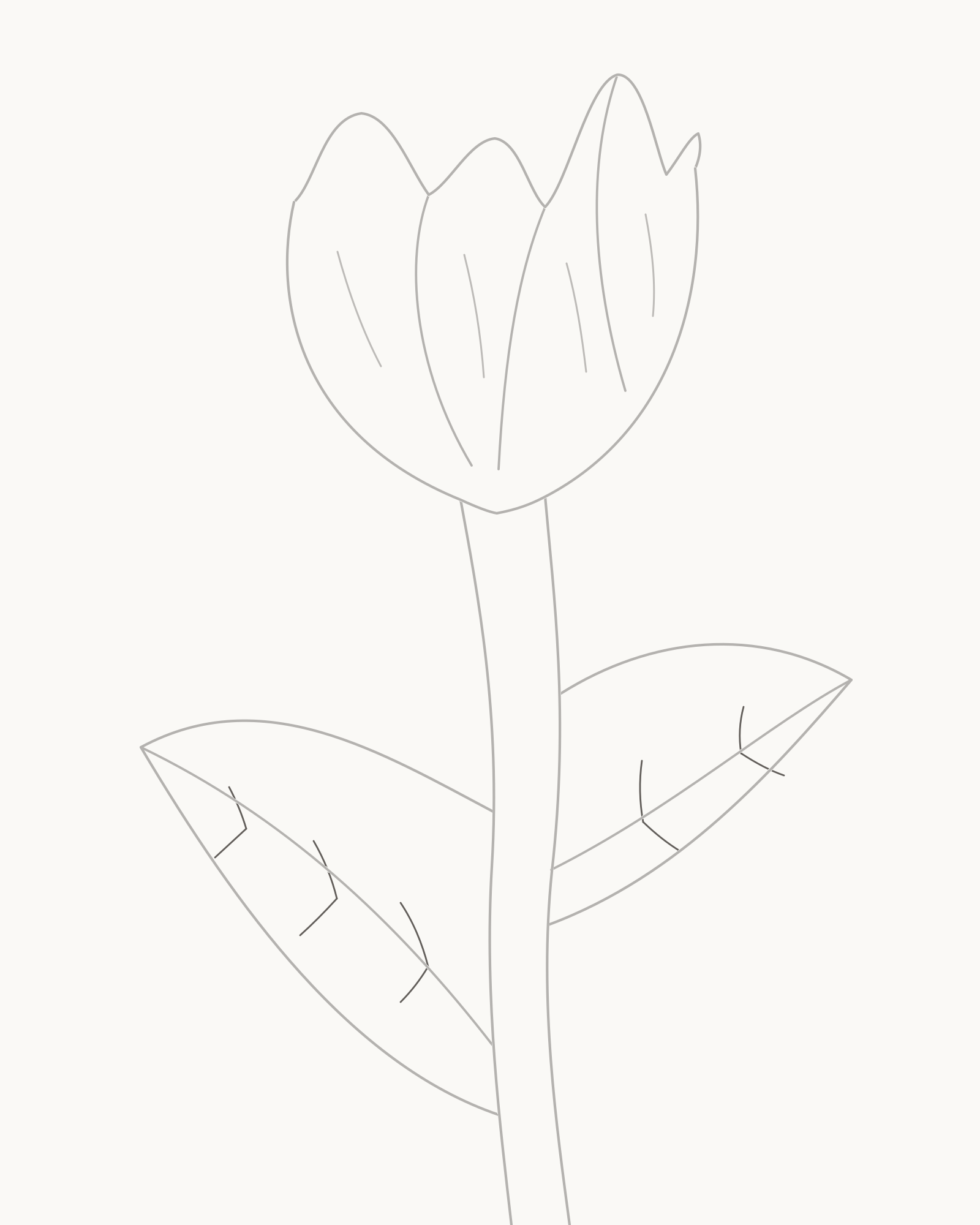 Stage 8 complete tulip line drawing adding six veins to the large leaf and four to the smaller leaf