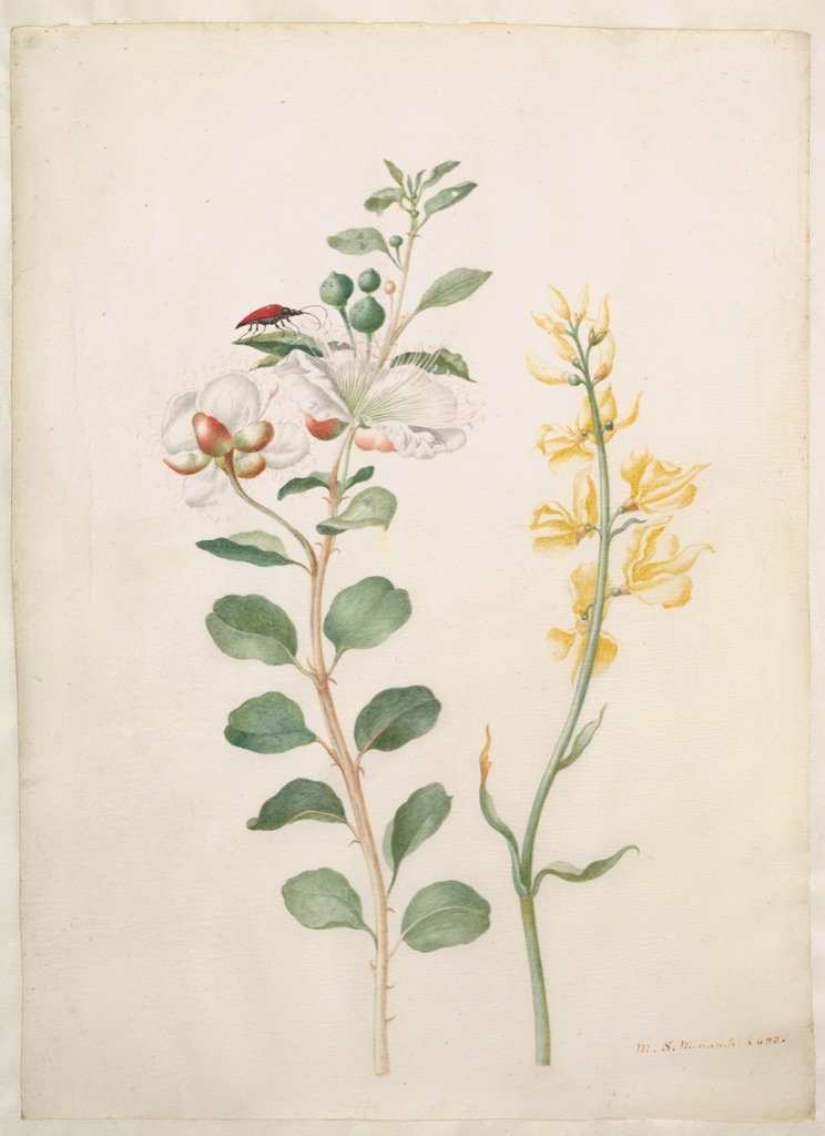 Merian watercolour study of capers, gorse and a beetle arranged on vellum.