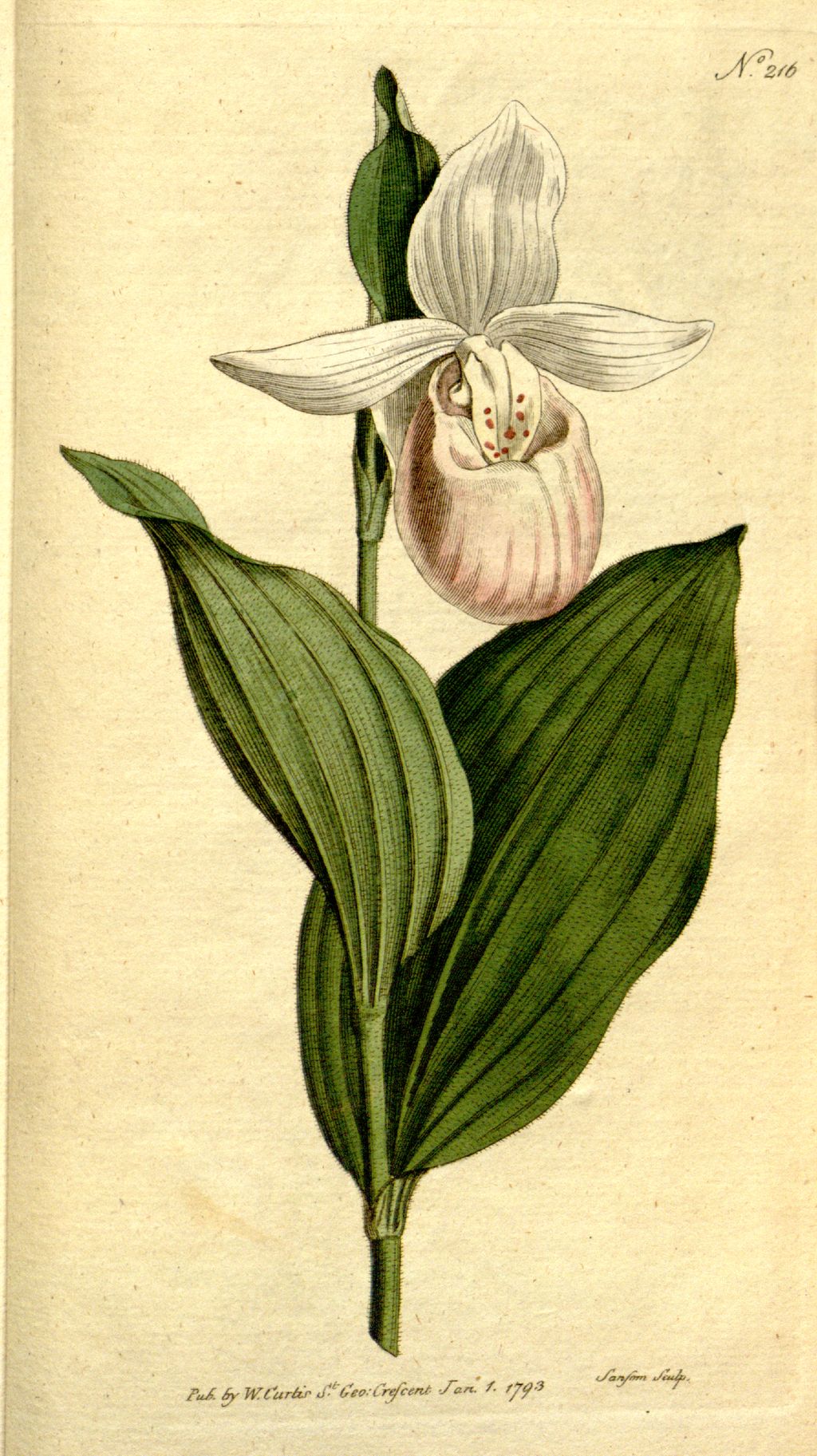 Historic botanical illustration: Historic flower plate from The Botanical Magazine.