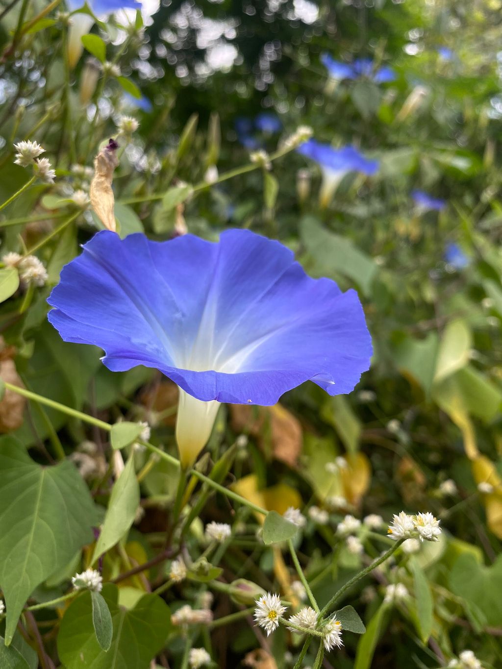 Historic botanical illustration: Japanese morning glory study.