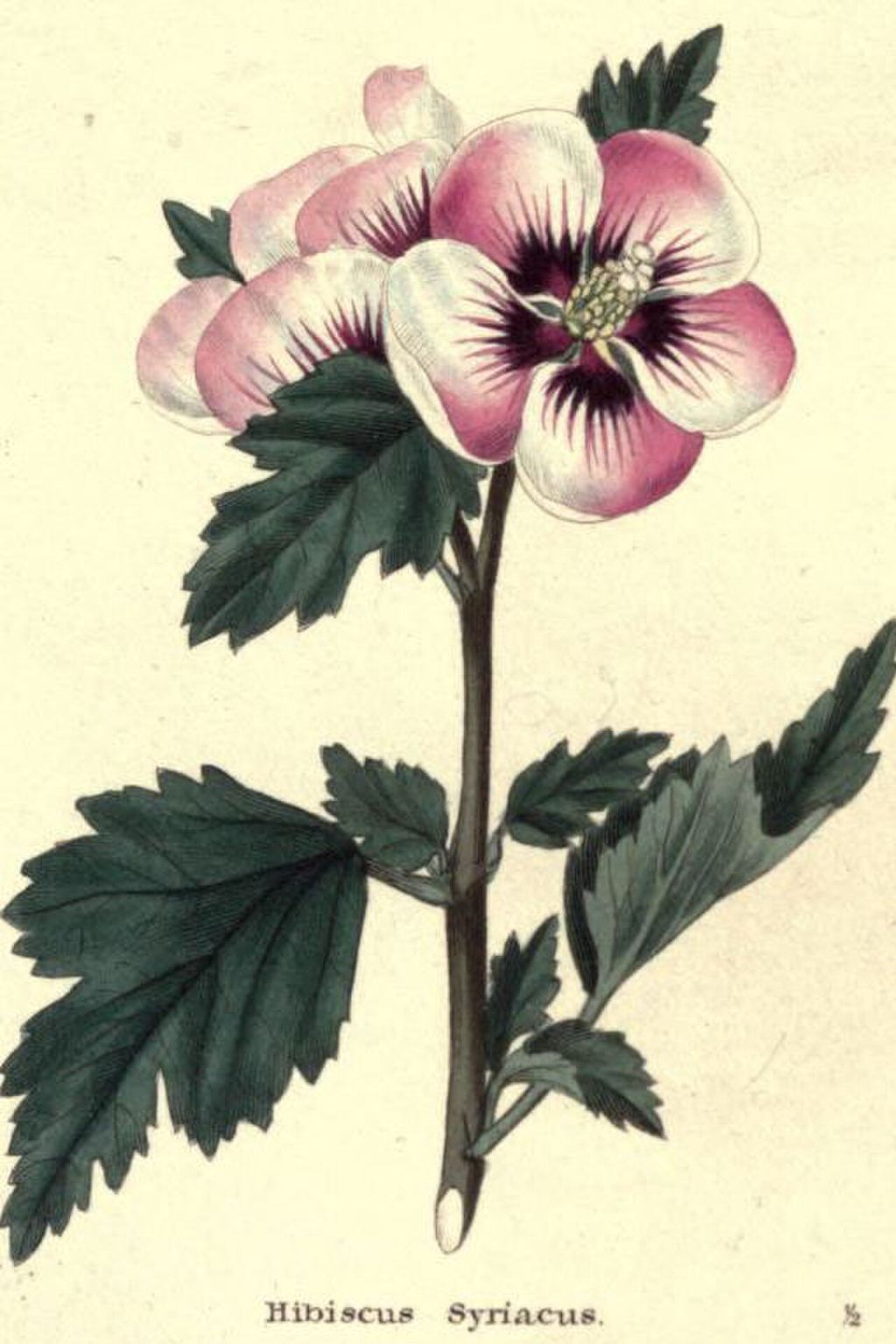 Historic botanical illustration: Hibiscus botanical plate.