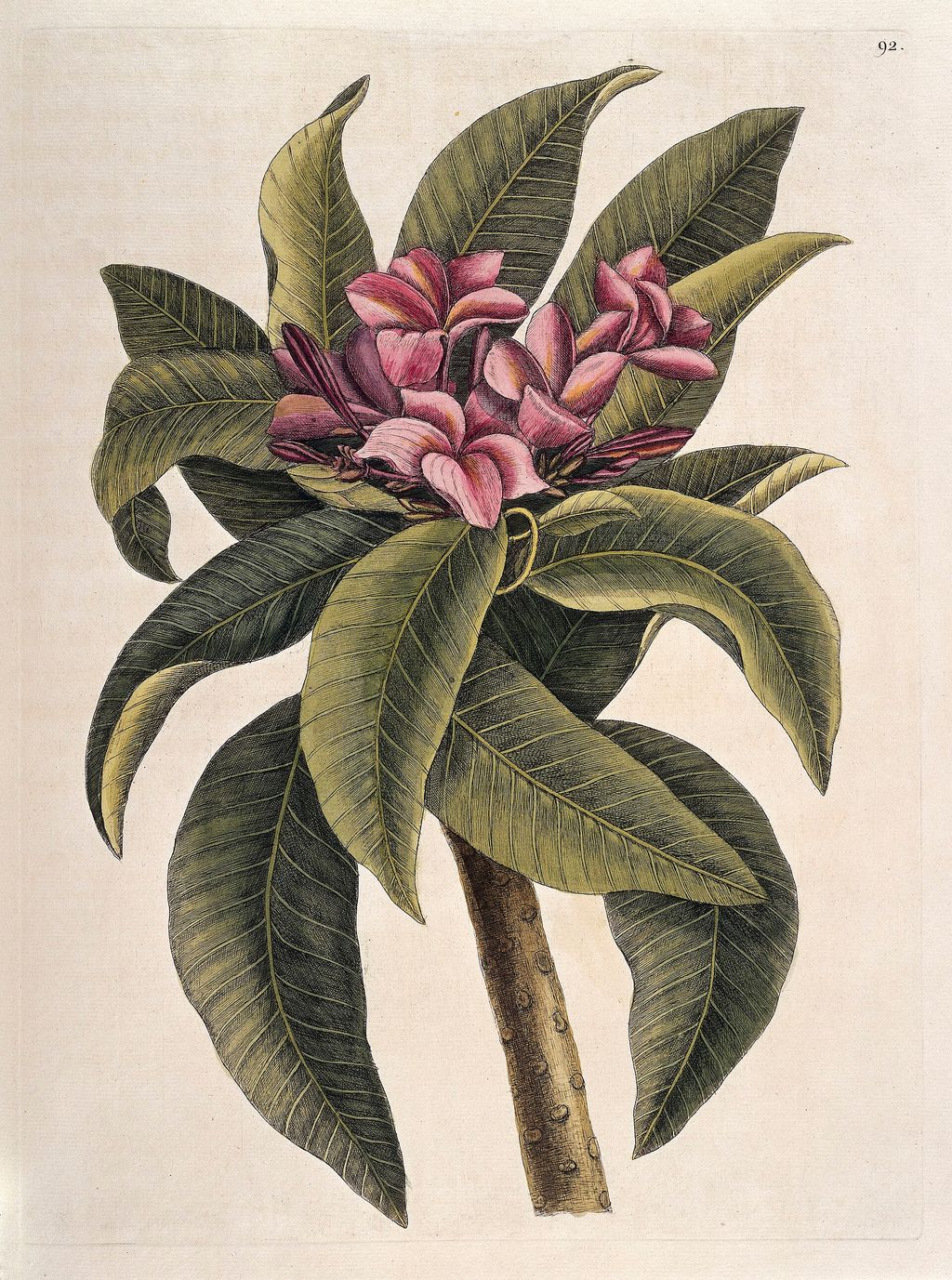 Historic botanical illustration: Plumeria flowers and leaves.