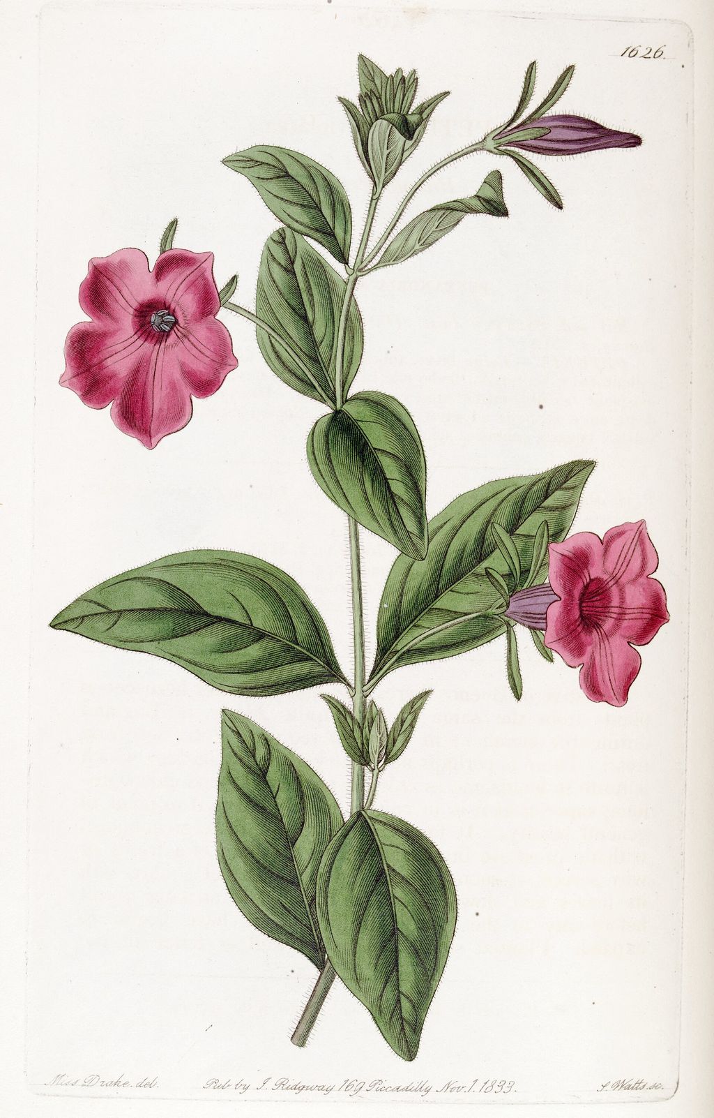 Historic botanical illustration: Petunia botanical plate.