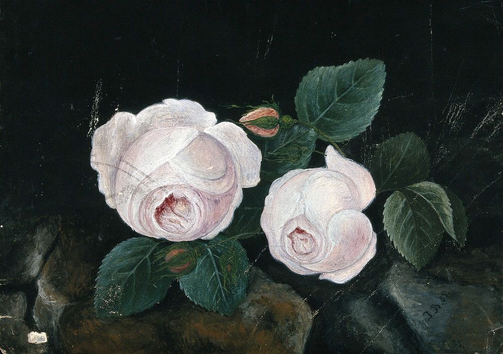 Historic botanical illustration: Two white roses in a botanical watercolour.