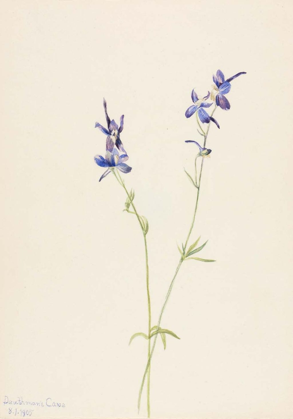 Historic botanical illustration: Blue larkspur botanical watercolour by Mary Vaux Walcott.