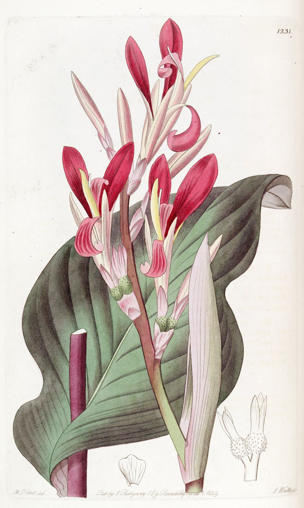 Historic botanical illustration: Canna indica botanical plate.