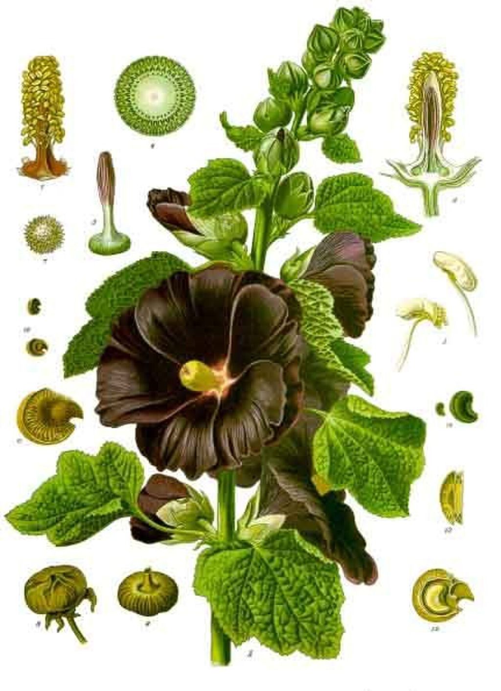 Historic botanical illustration: Hollyhock botanical illustration.