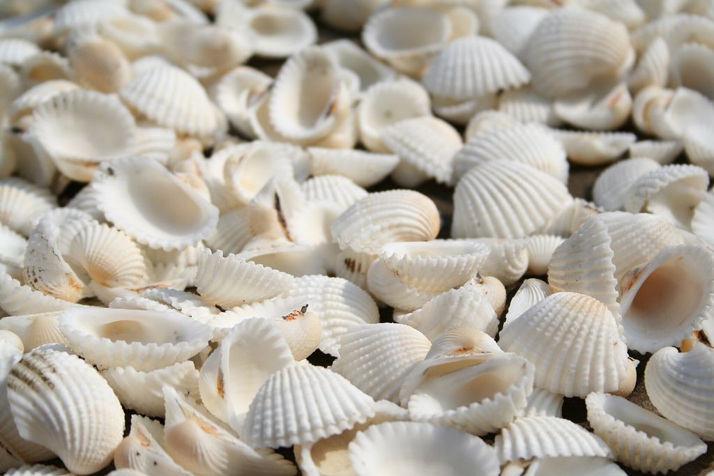 Photograph of Group of white seashells.