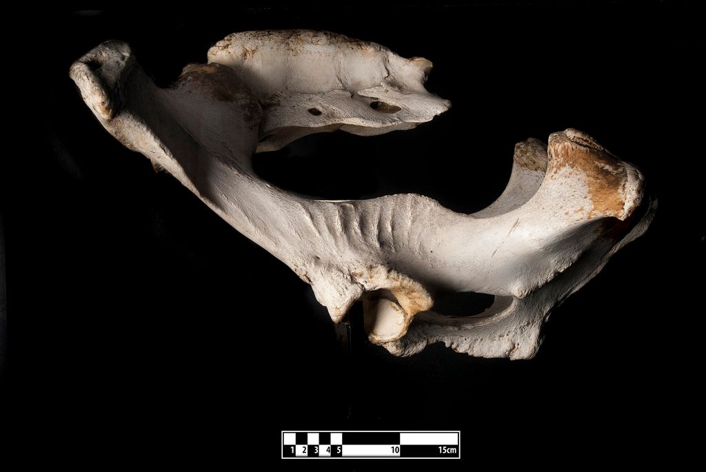 Photograph of Horse pelvis.