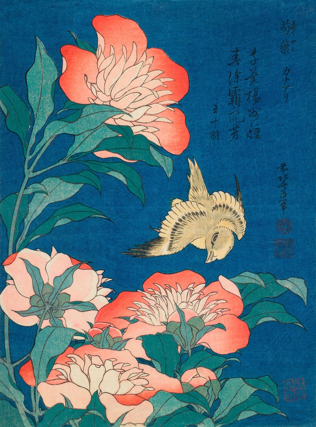 Peonies and Canary