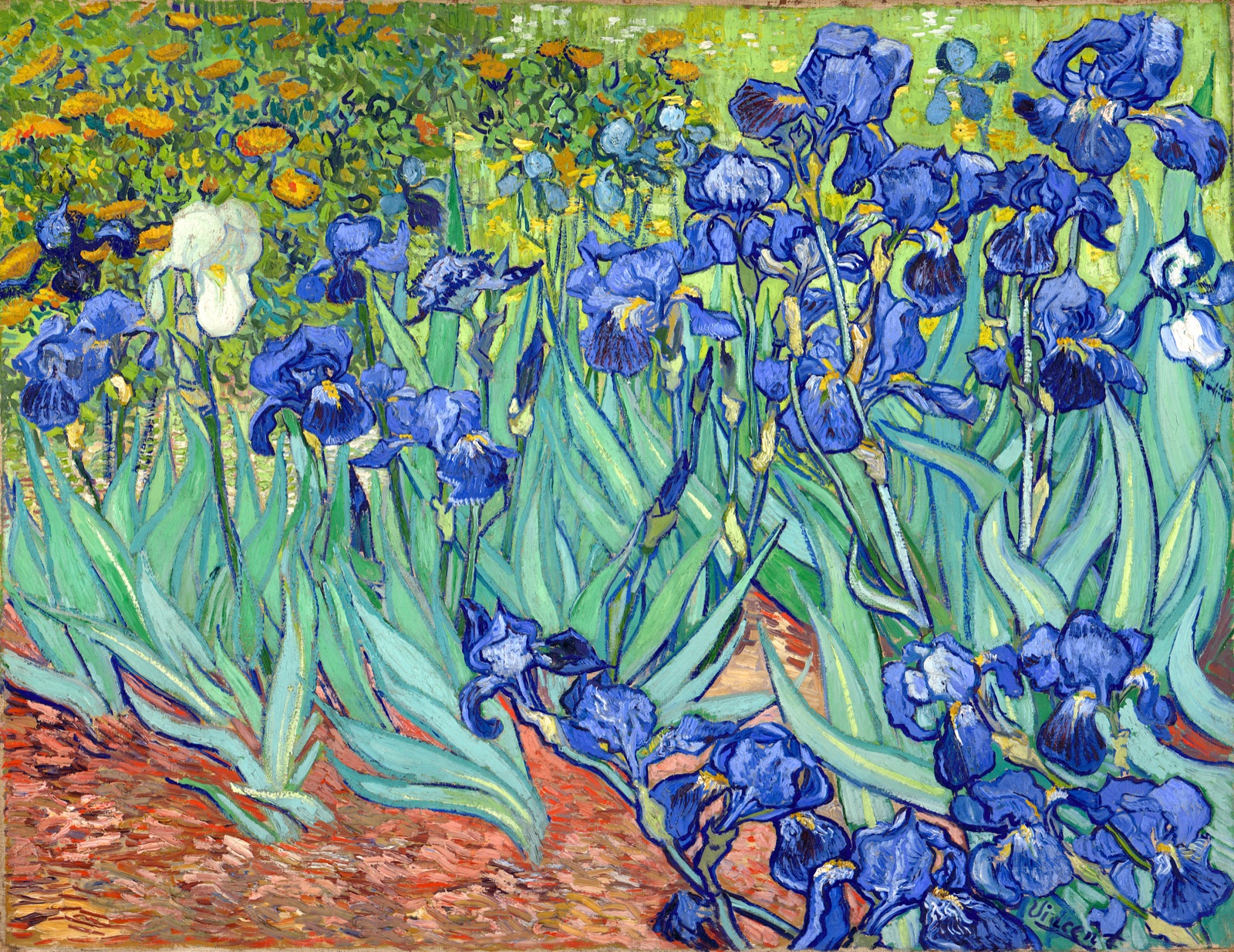 Blue irises crowd a garden bed with one white iris among green leaves