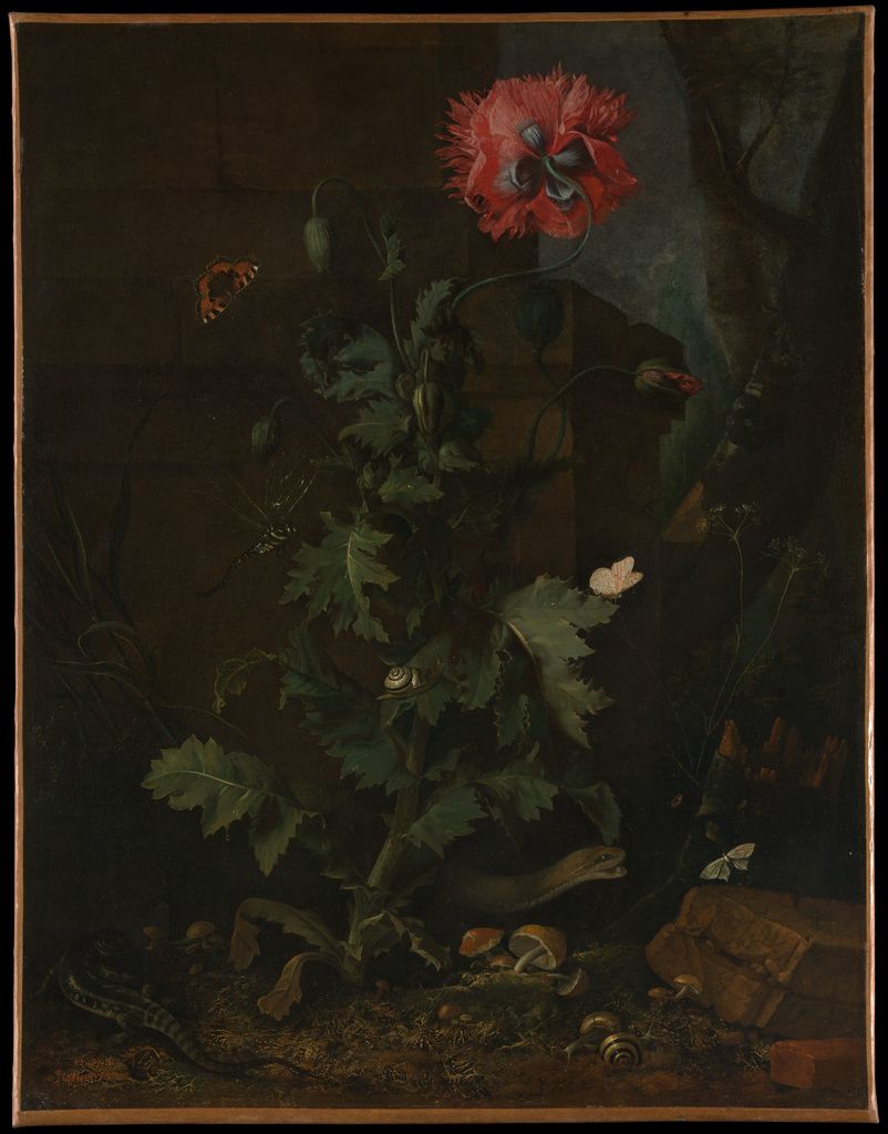 Marseus's dark still life gathers a red poppy leafy stems insects reptiles snails fungi and stones.