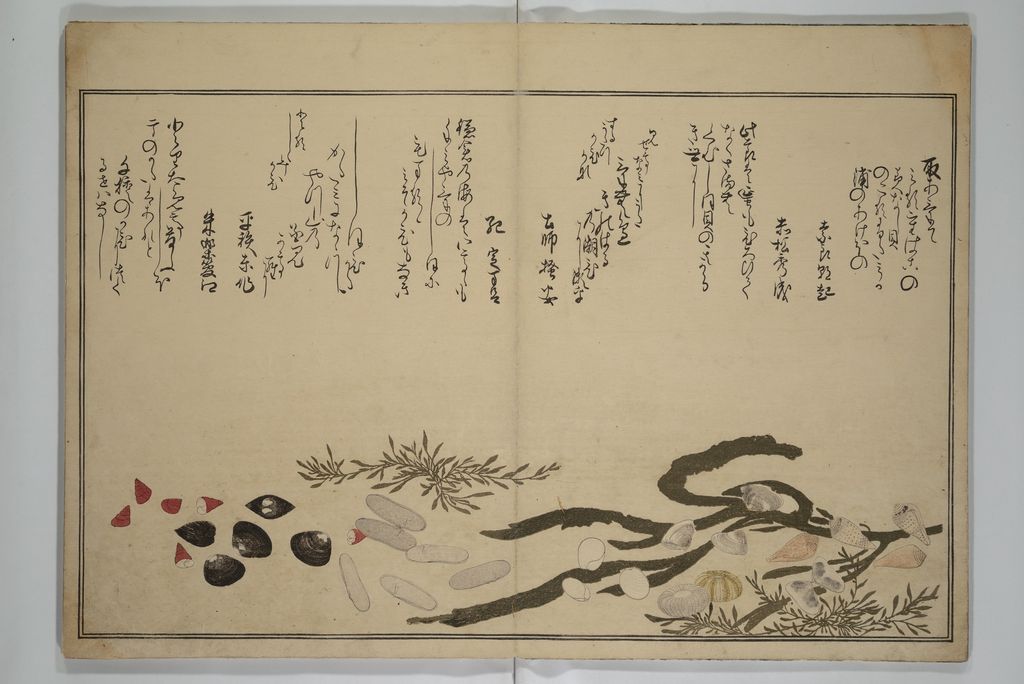 《潮干のつと》の貝と海藻